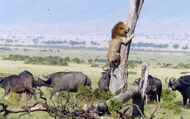 Lion running away from buffalo. Impostor syndrome 